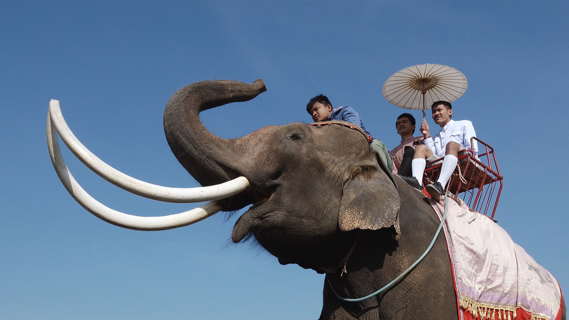 Elephant In The Room